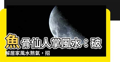 魚骨仙人掌風水|仙人掌的風水作用與功效